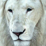 Белый лев