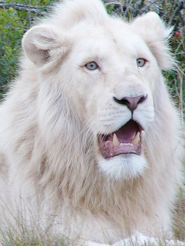Белый лев