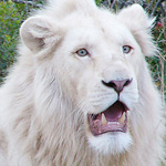 Белый лев