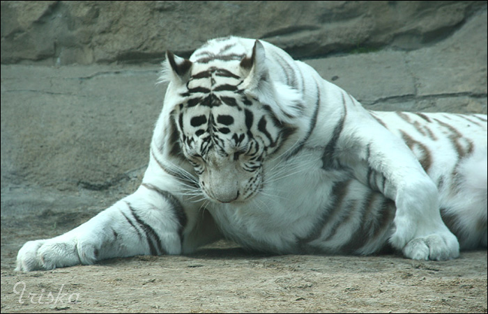 Белый тигр